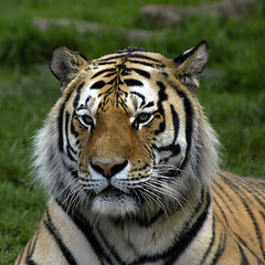 Image showing Tiger portrait