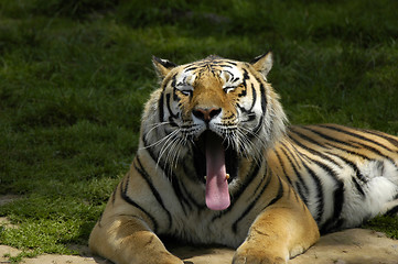 Image showing Yawning tiger