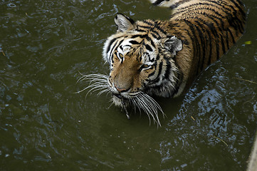 Image showing Tiger