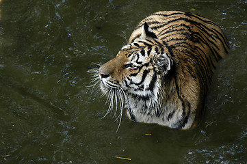 Image showing Tiger in water