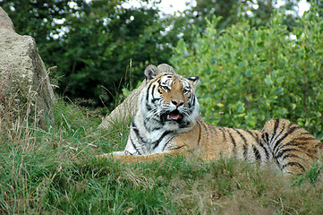 Image showing Tiger