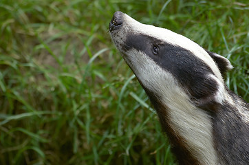 Image showing Badger