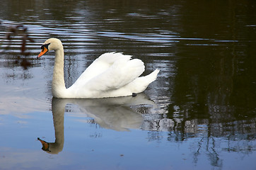 Image showing Mute swan