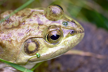 Image showing Frog