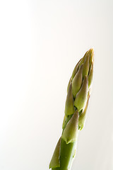 Image showing single asparagus