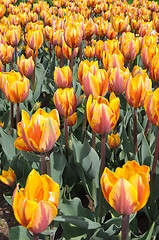 Image showing Tulips