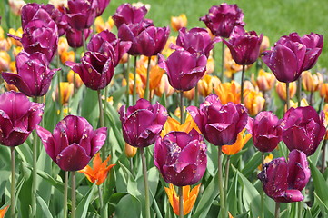 Image showing Tulips