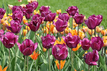 Image showing Tulips