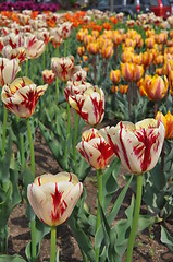 Image showing Tulips