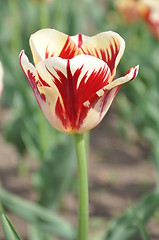 Image showing Tulip