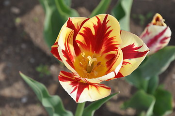 Image showing Tulip