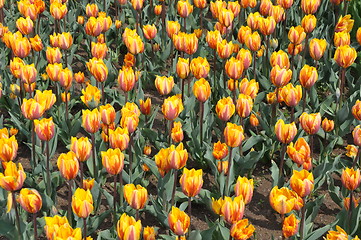 Image showing Tulips