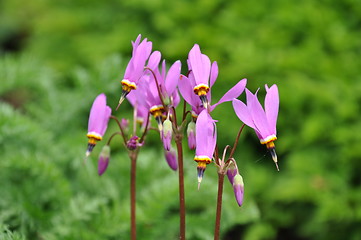 Image showing Purple Flowers