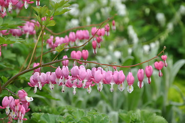 Image showing Pink Flowers