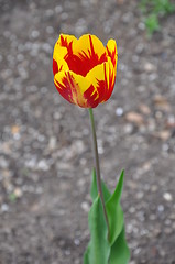 Image showing Tulip