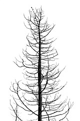 Image showing leafless tree