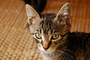 Image showing gray kitten