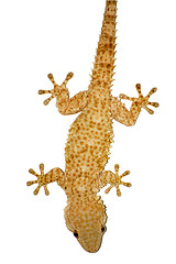 Image showing gecko lizard