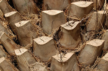 Image showing palm tree trunk