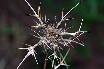 Image showing thorns plant