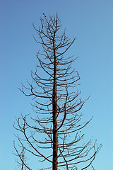 Image showing burned tree