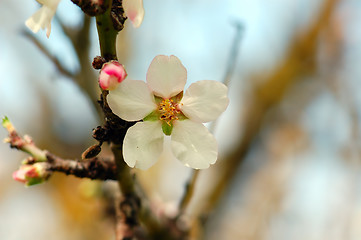 Image showing almond flower