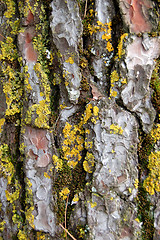 Image showing pine tree trunk wood texture