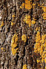 Image showing olive tree trunke wood texture