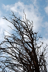 Image showing leafless tree