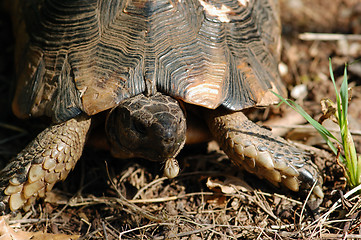 Image showing turtle eating bug