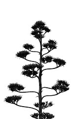 Image showing tree silhouette