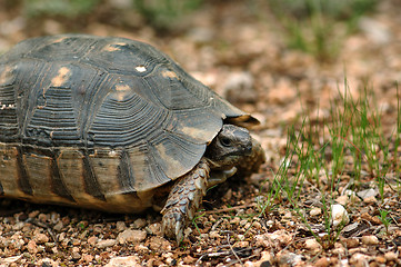 Image showing small turtle