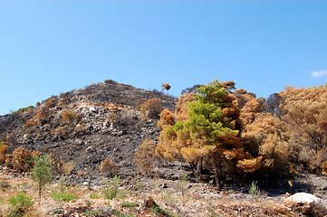 Image showing burned hilltop