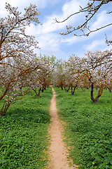 Image showing blooming almond trees