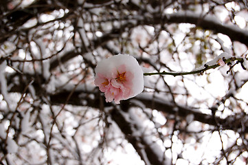 Image showing plum tree blossom