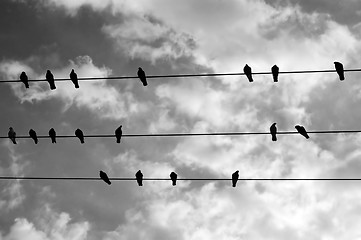 Image showing birds on a wire