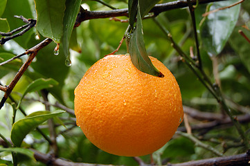 Image showing fresh orange with raindrops