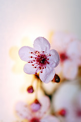 Image showing cherry tree blossom