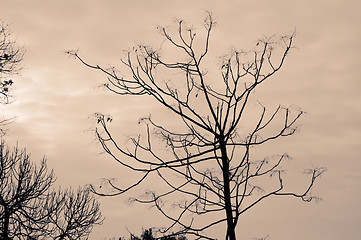 Image showing sepia trees