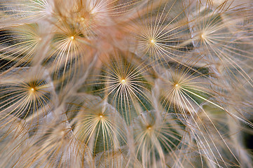 Image showing dandelion background