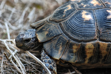 Image showing crawling turtle