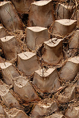 Image showing palm tree trunk