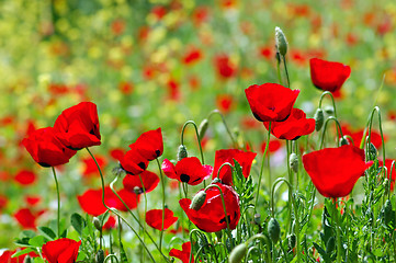 Image showing poppy field