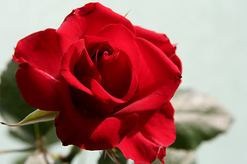 Image showing Sad red rose