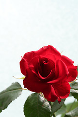 Image showing Sad red rose