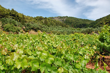 Image showing Vineyard