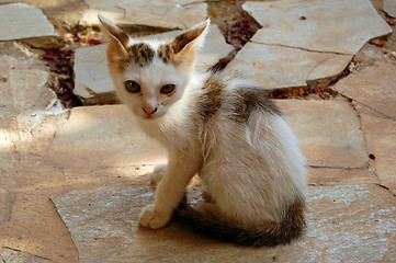 Image showing stray cat