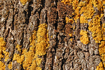 Image showing olive tree trunk wood texture