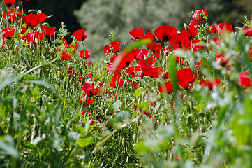 Image showing poppy flowers