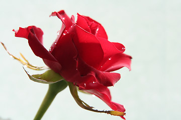 Image showing Sad red rose